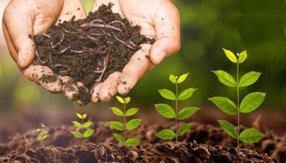 Vermicompost Fertilizer